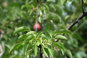 baby pears, fruits in trees