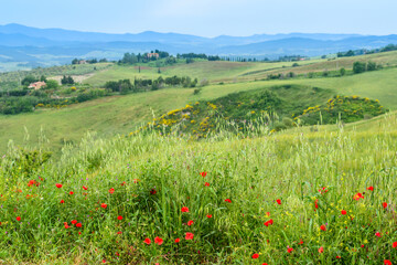 Typical Tuscan countryside with poppies and rolling hills near Borgo di Roncolla outside Volterra.
