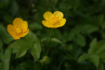 Fototapeta premium little colourful flowers in the garden