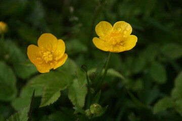 Obraz premium little colourful flowers in the garden