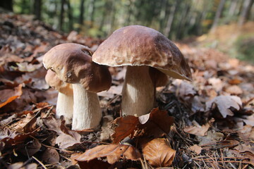 Steinpilz, Steinpilzfamilie im Wald