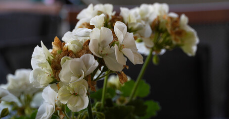 Flowers wall background with amazing white petals,red petals