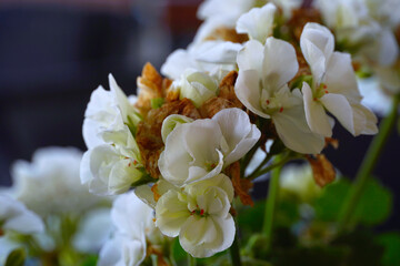 Flowers wall background with amazing white petals,red petals