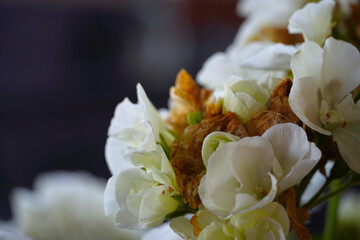 Flowers wall background with amazing white petals,red petals