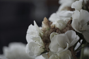 White desaturated  flower