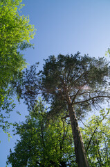 trees and sky
