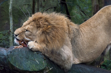 Obraz na płótnie Canvas A Male Lion eating (Panthera Leo)