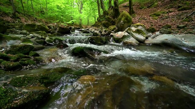 Low angle video with a fast flowing mountain stream in the spring forest