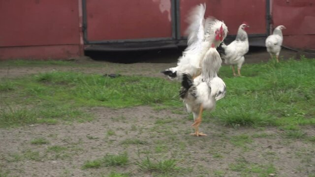 Fight Of Two Roosters Slow Motion