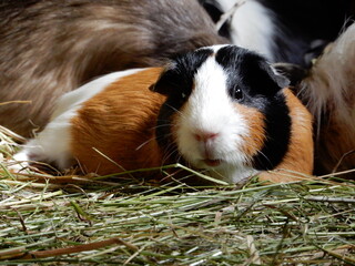 two guinea pigs