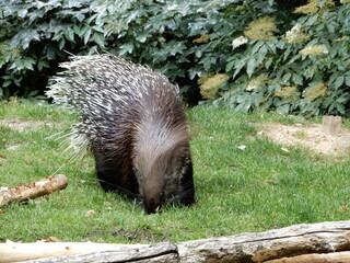 porcupine in the grass