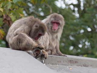 Some Japanese Macaques (Macaca Fuscata)