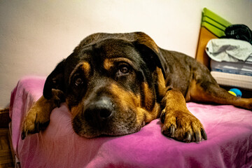 Dog - Boss Mi perro es un cruce de rottweiler y boxer, es mi bueno 