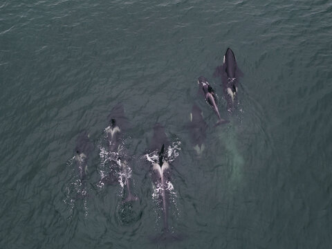 Pod Of Killer Whales