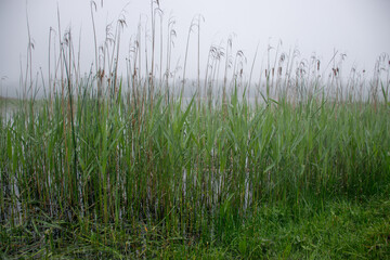 Obraz premium image of fog, view of the lake with white fog, reed contours in the foreground, blurred misty lake background