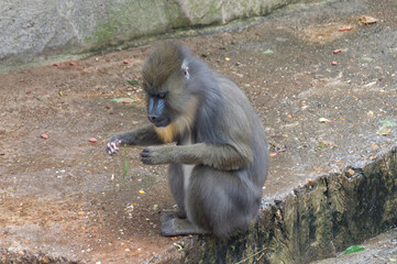 A sitting Mandrill (Mandrillus Sphinx)