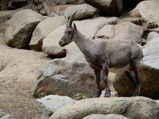 mountain goat on the rock
