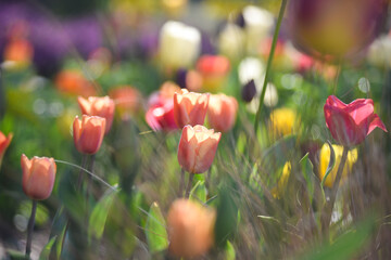 Tulipes - 358810208