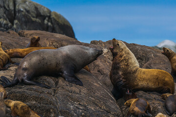 Fototapeta premium sea lion on the beach