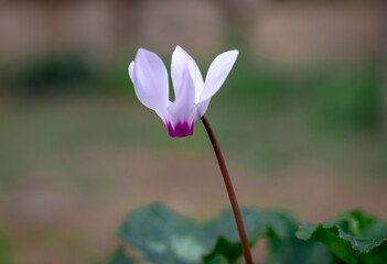 Cyclamen flowers in pink, purple, and white. In early winter bloom, the Jerusalem Forest, sataf reserve. Dark green leaves. Isolated by blurred background.
