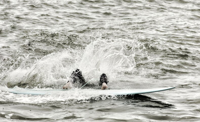 surfing