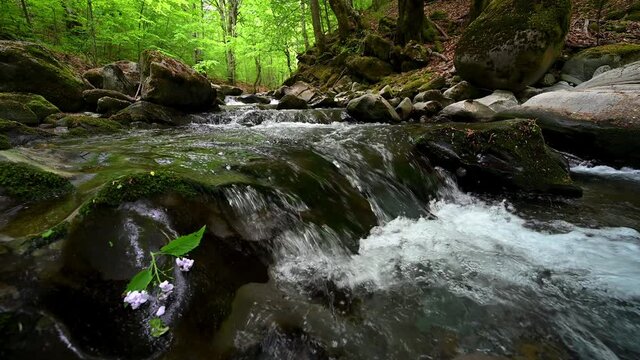 Low angle video with a fast flowing mountain stream in the spring forest