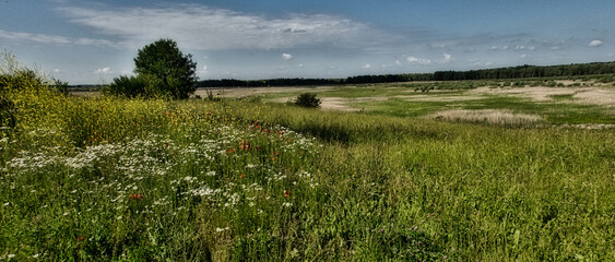 Piękna letnia łąka pokryta kwiatami. Panorama