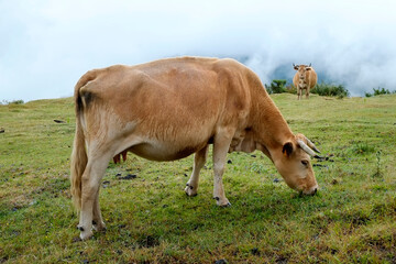 vacas