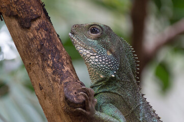 A Indochinese wateragame on a trunk	