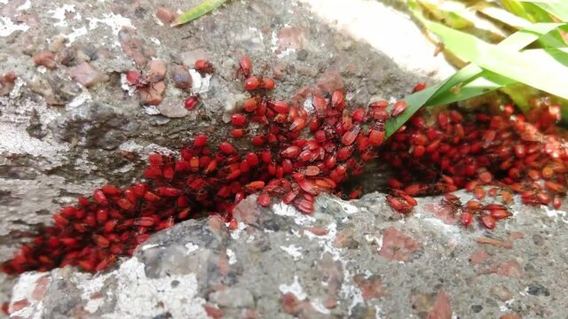  many firebug beetle group macro