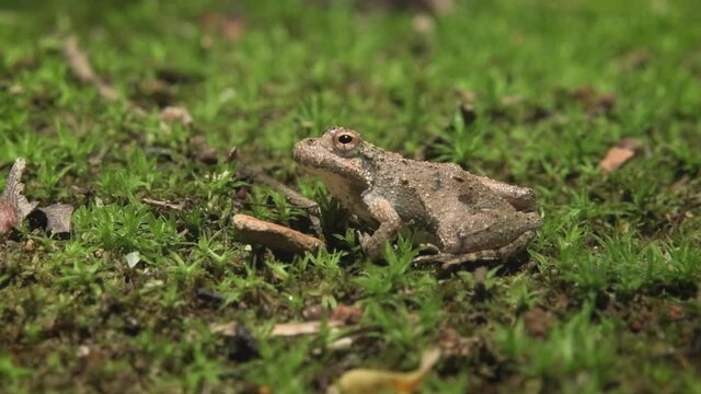 Frog sitting on moss jumps out of frame