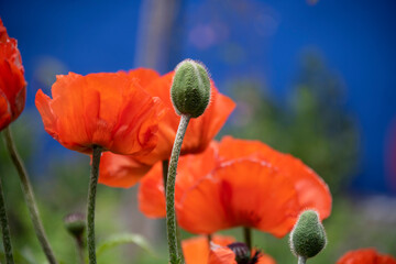 Obraz premium Mohn, Klatschmohn, Mohnblumen