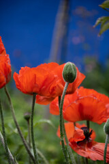 Mohn, Klatschmohn, Mohnblumen