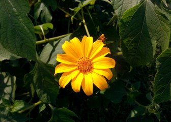 Mexican Sunflower, Tithonia diversifolia