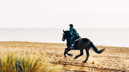 A horseback rider gallops along the seaside in the golden hour of sunrise. Freedom concept