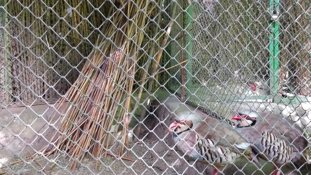 gray peacock pheasant bird pet