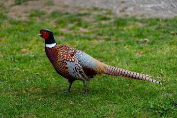 pheasant male in the wilds. England, Europe