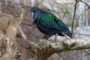 A Nicobar pigeon (Caloenas Nicobarica)