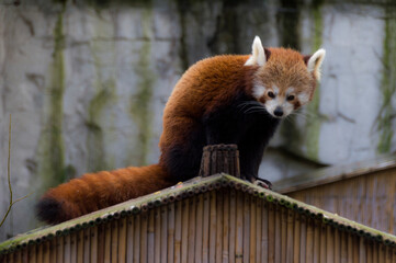 red panda in zoo