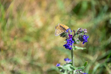 Schmetterling, Falter
