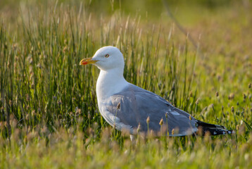 Yellow-legged Gull - Larus michahellis, large common gull from European coasts and seasides, Pag island, Croatia.
