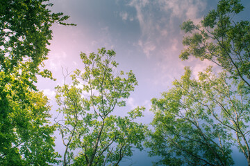 Sunlit Tree Canopy dappled with golden light and blue sky UK