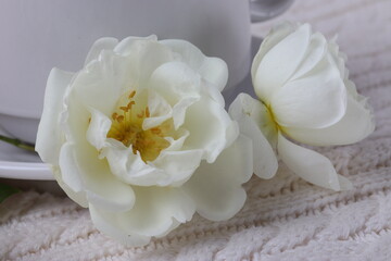 Fototapeta na wymiar white romantic natural flowers close up shot