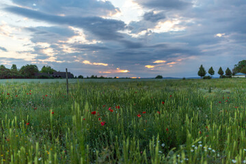 Blumenwiese