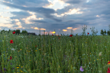 Blumenwiese