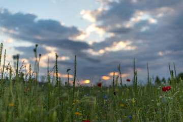 Blumenwiese