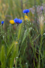 Fototapeta premium Blühende Blumenwiese
