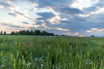 Blumenwiese