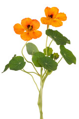 nasturtium flower isolated - obrazy, fototapety, plakaty