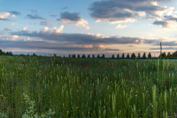 Blumenwiese